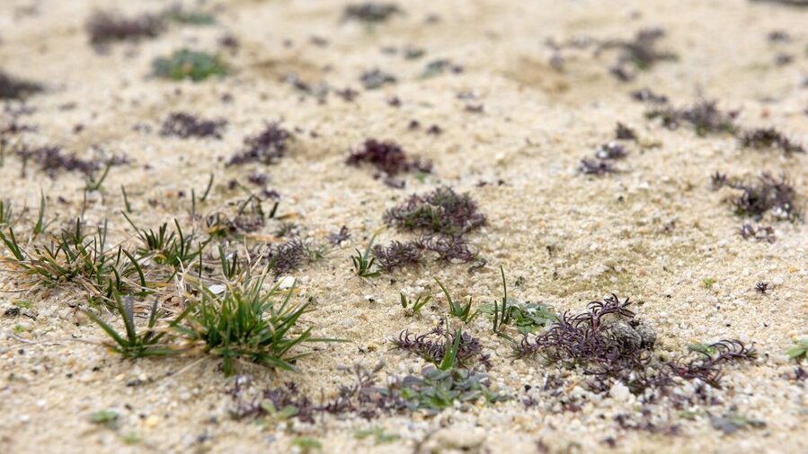 Hanf trotzt der Trockenheit: Hoffnung für Brandenburgs Böden