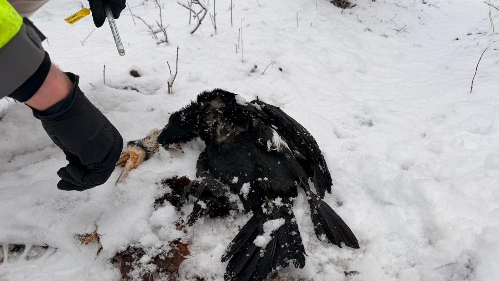 Warum liegen mehr tote Vögel in Cottbus? Das könnte dahinter stecken