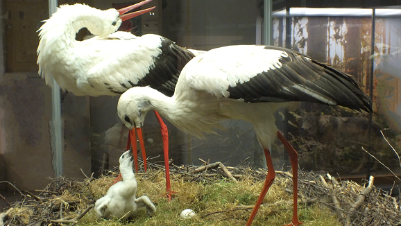 Zwei Abende, zwei Welten: Vietnam und Störche im Stadtmuseum