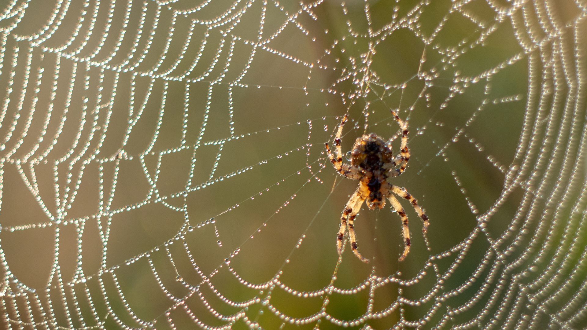 Kinderuni zeigt wie Kinder die Welt der Spinnen neu entdecken