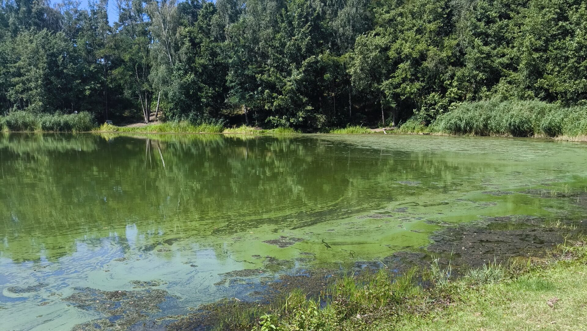 Blaualgen im Madlower See: Kinder sollten nicht ins Wasser